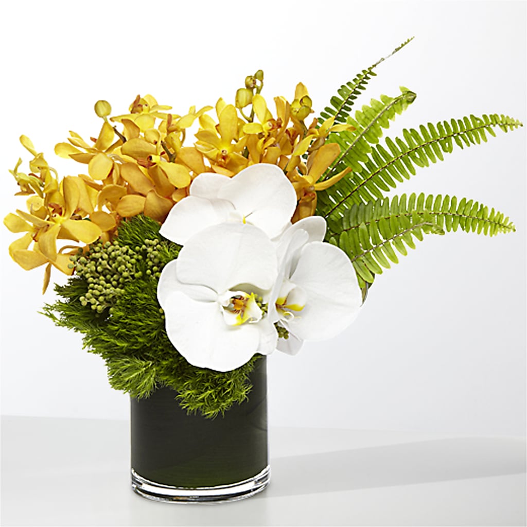 The Tropics –  Perfect Petal, Chalmette LA
